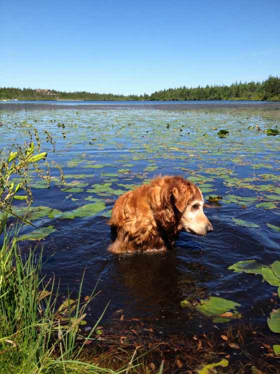 Dog.Lake.Freedom